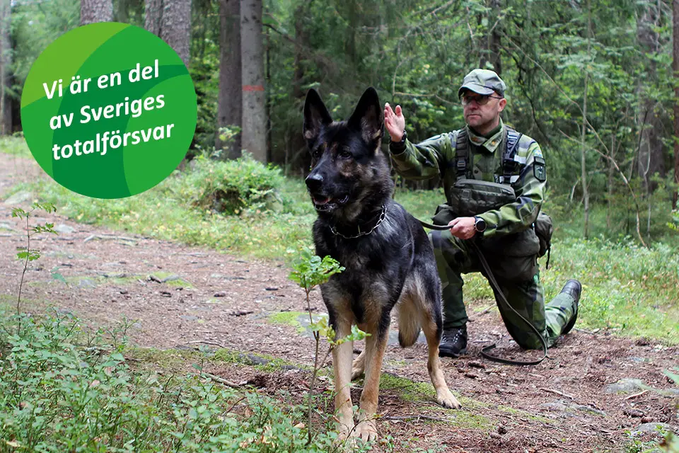 Tesla, patrullhund och Erik, hundförare, Hemvärnet, i arbete i skogen, i grönkålsodling, med text "Vi är en del av Sveriges totalförsvar".